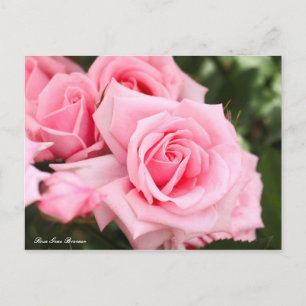Rosa Gene Boerner [Postcard] Postcard