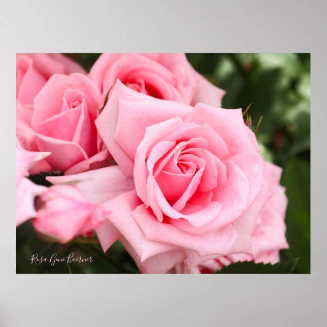 Rosa Gene Boerner [Value Poster Paper] (Front)