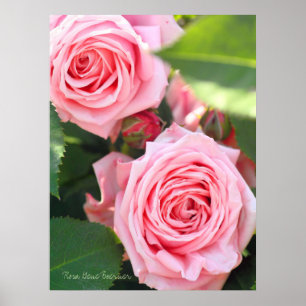 Rosa Gene Boerner [Value Poster Paper]