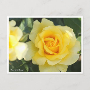 Rosa Gold Bunny Postcard