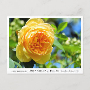 Rosa Graham Tomas Postcard