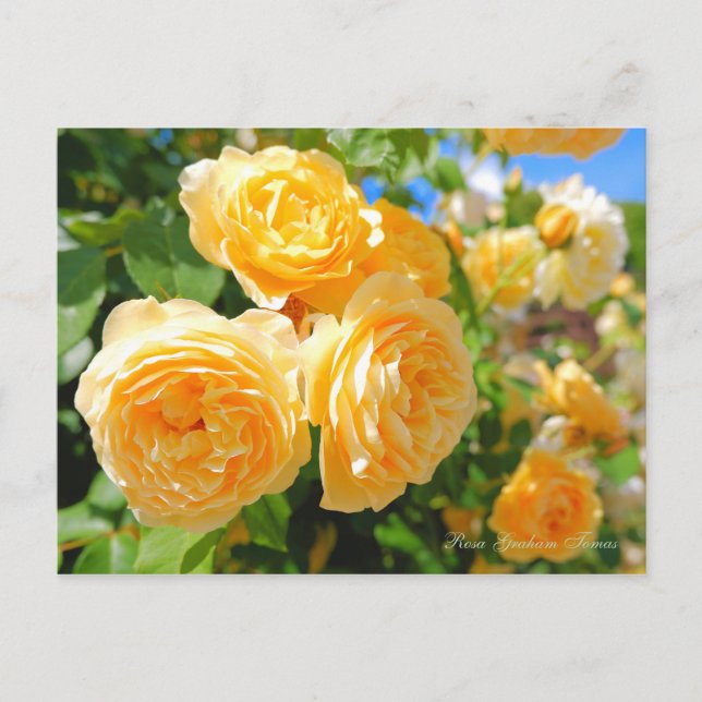 Rosa Graham Tomas Postcard (Front)