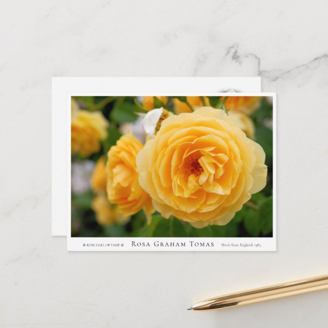 Rosa Graham Tomas Postcard (Front/Back In Situ)