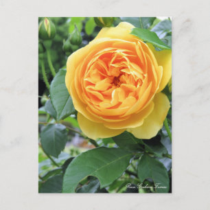 Rosa Graham Tomas：Postcard Postcard