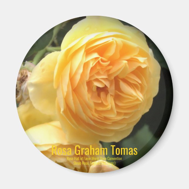 Rosa Graham Tomas：Round Magnet (Front)