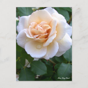 Rosa Grey Pearl [Postcard] Postcard