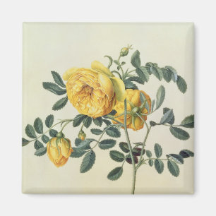 Rosa hemispherica, 18th century magnet