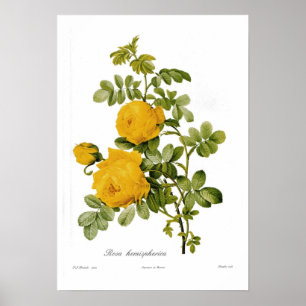 Rosa hemispherica poster