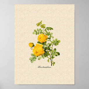 Rosa hemispherica poster