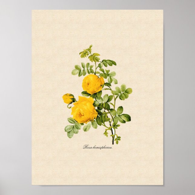 Rosa hemispherica poster (Front)