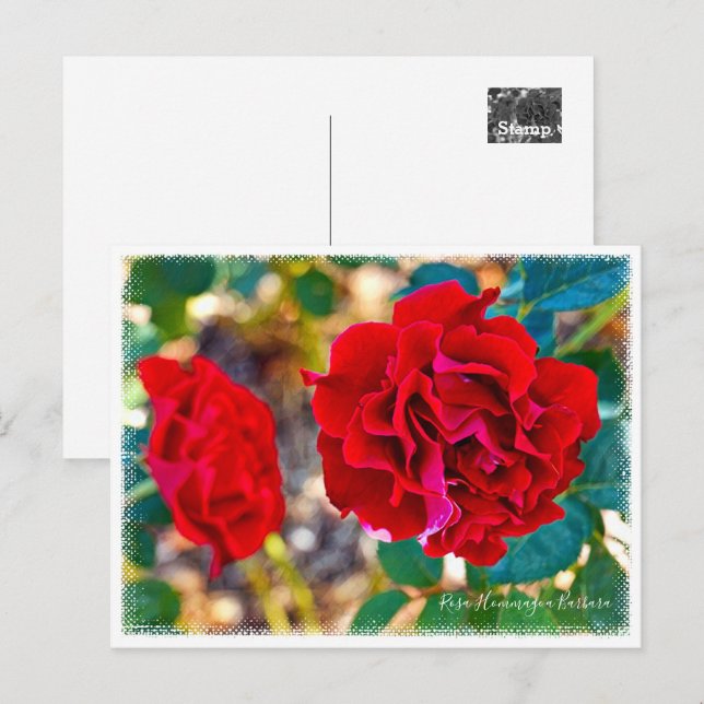 Rosa Hommage a Barbara Postcard (Front/Back)