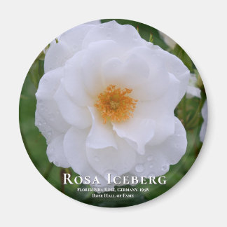 Rosa Iceberg Magnet