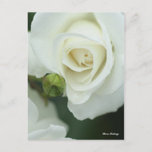 Rosa Iceberg Postcard