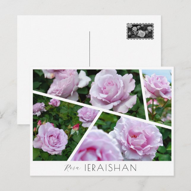 Rosa Ieraishan Postcard (Front/Back)
