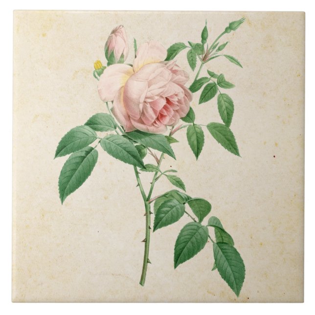 Rosa indica fragrans botanical illustration ceramic tile (Front)
