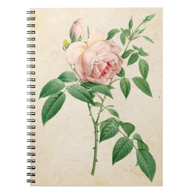 Rosa indica fragrans botanical illustration notebook (Front)