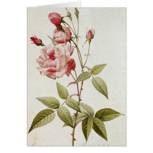 Rosa Indica Vulgaris, from 'Les Roses'