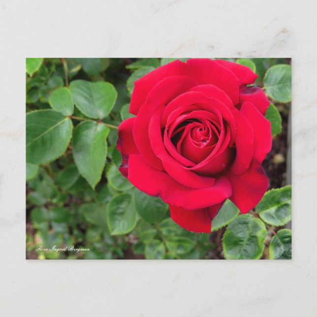 Rosa Ingrid Bergman Postcard (Front)