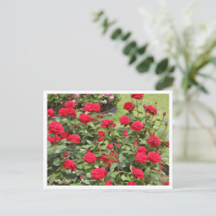 Rosa Ingrid Bergman Postcard