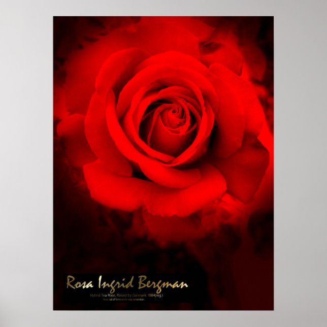 Rosa Ingrid Bergman：Poster Poster (Front)
