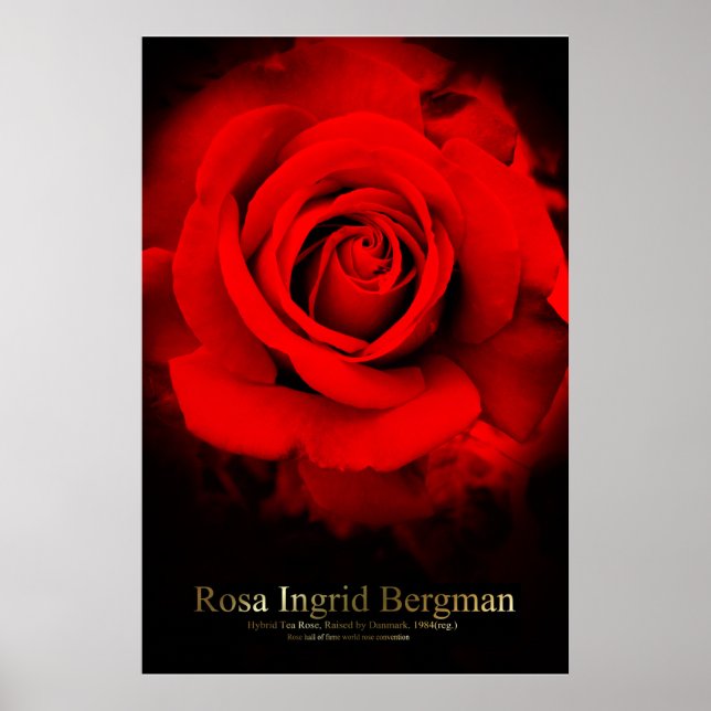 Rosa Ingrid Bergman：Poster Poster (Front)