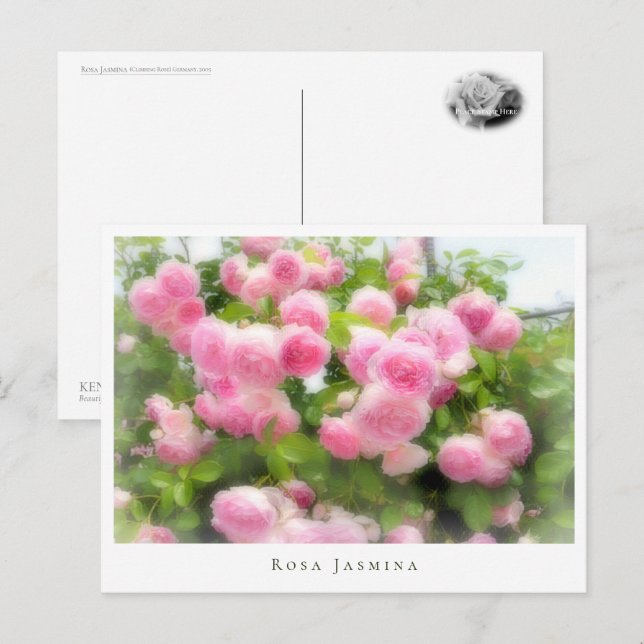 Rosa Jasmina Postcard (Front/Back)