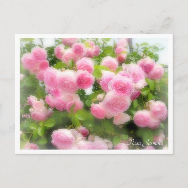 Rosa Jasmina Postcard (Front)