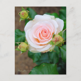 Rosa Johann Strauss [Postcard] Postcard