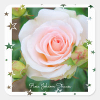 Rosa Johann Strauss [Square Seal]