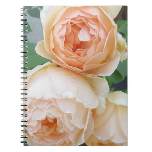 Rosa 'Jude the Obscure' Notebook