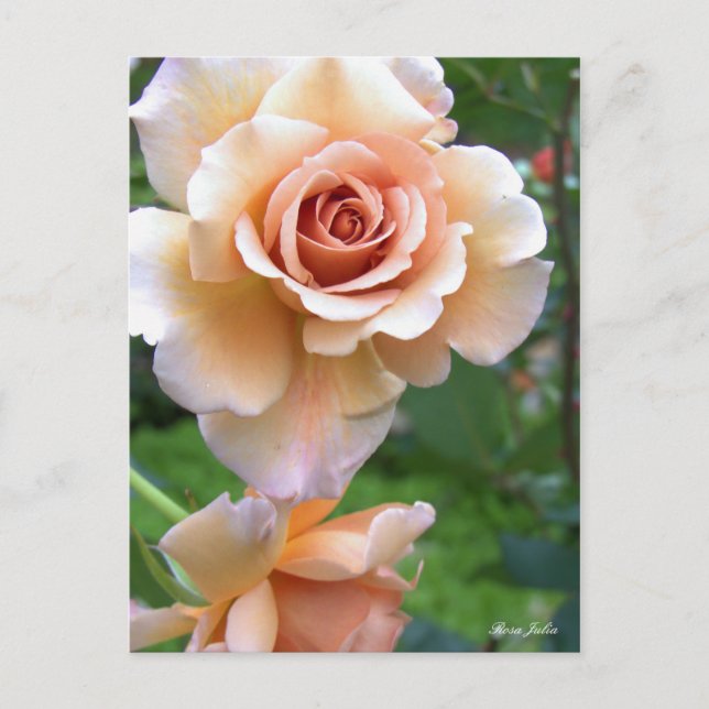 Rosa Julia [Postcard] Postcard (Front)