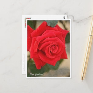 Rosa Kardinal Postcard