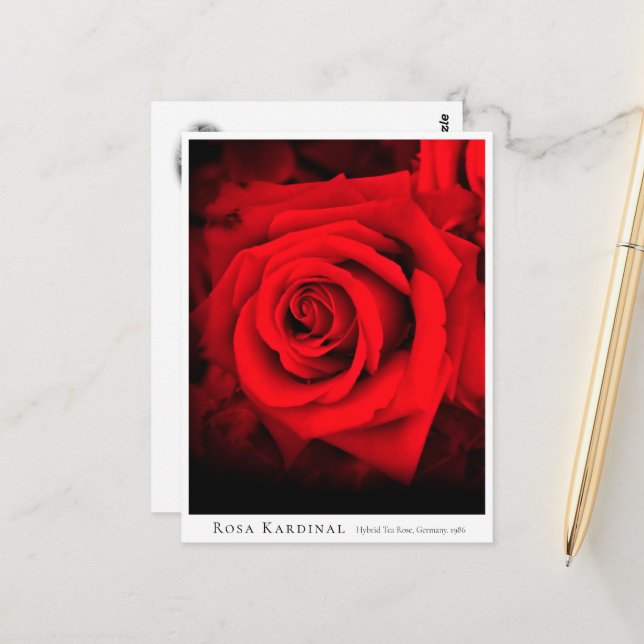 Rosa Kardinal Postcard (Front/Back In Situ)