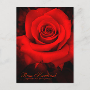 Rosa Kardinal [Postcard] Postcard