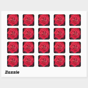 Rosa Kardinal [Square Seal] Square Sticker