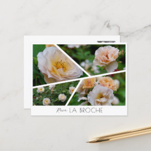 Rosa La broche Postcard