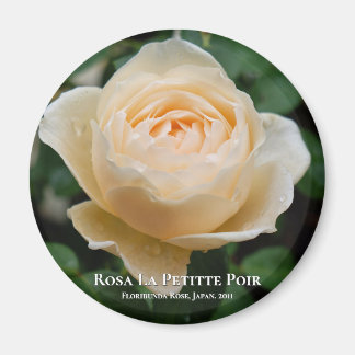 Rosa La Petitte Poir Magnet