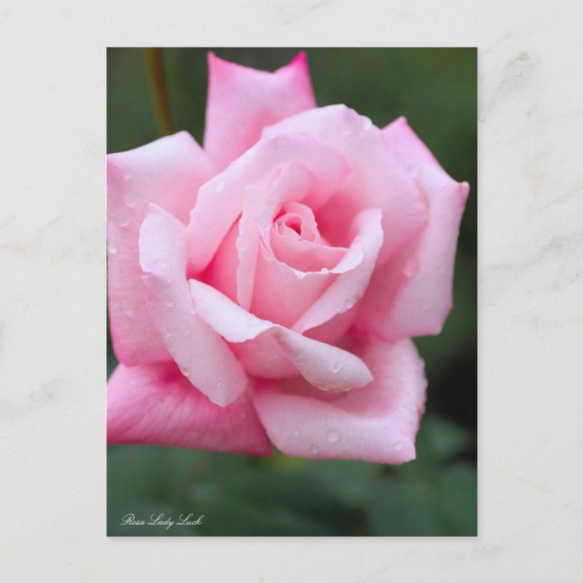 Rosa Lady Luck：Postcard Postcard (Front)