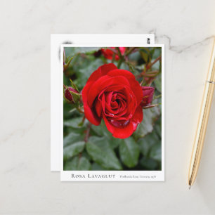 Rosa Lavaglut Postcard