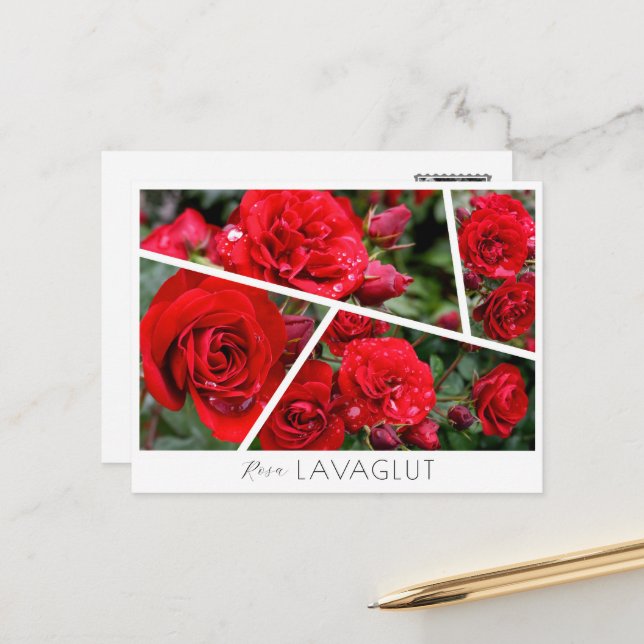 Rosa Lavaglut Postcard (Front/Back In Situ)