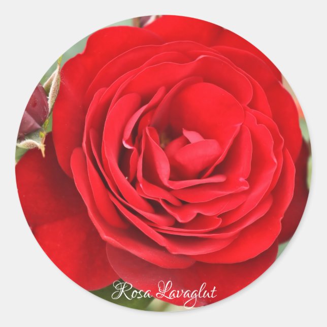 Rosa Lavaglut [Round Seal] Round Seal (Front)