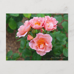 Rosa Lavender Pinocchio [Postcard] Postcard