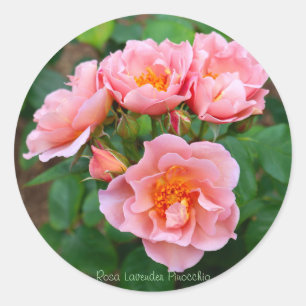 Rosa Lavender Pinocchio [Round Seal] Classic Round Sticker