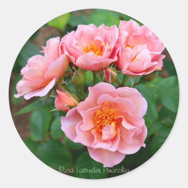 Rosa Lavender Pinocchio [Round Seal] Classic Round Sticker (Front)
