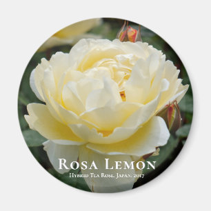 Rosa Lemon Magnet