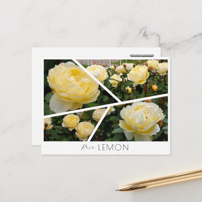 Rosa Lemon Postcard (Front/Back In Situ)