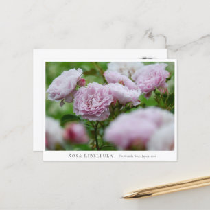 Rosa Libellula Postcard
