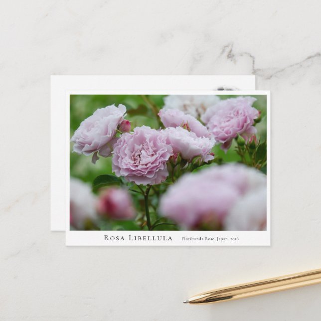 Rosa Libellula Postcard (Front/Back In Situ)