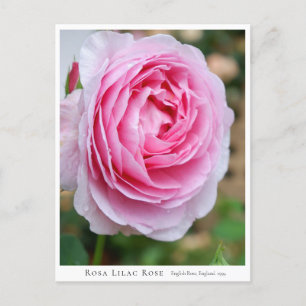 Rosa Lilac Rose Postcard