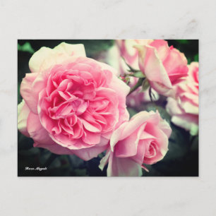 Rosa Magali Postcard